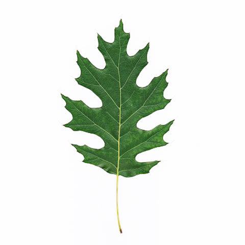 Oak tree leaf buy standing timber buy oak trees