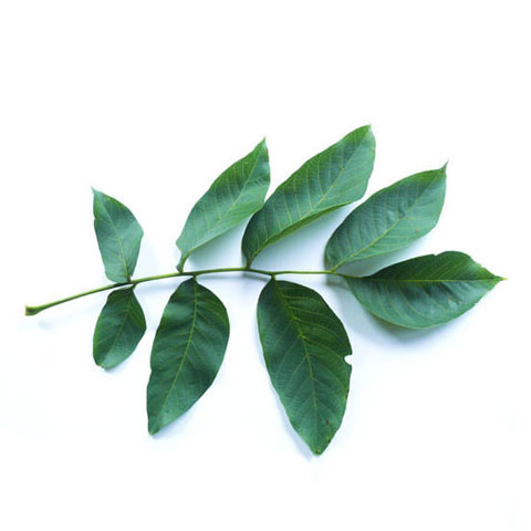 Walnut Leaves buy walnut trees standing timber buyers Michigan